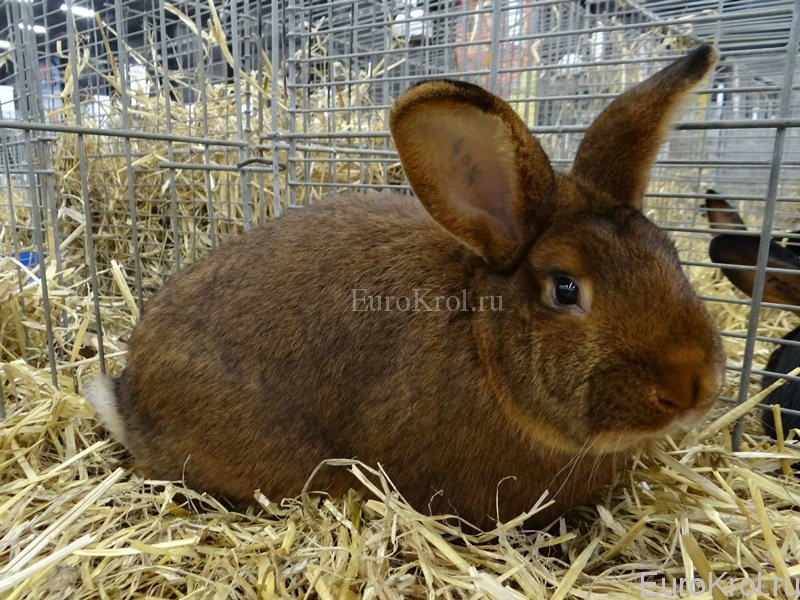 Кролик венский красно-коричневый