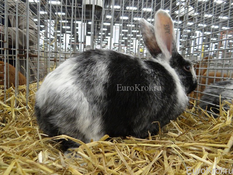 Кролик породы Eksterkonijn