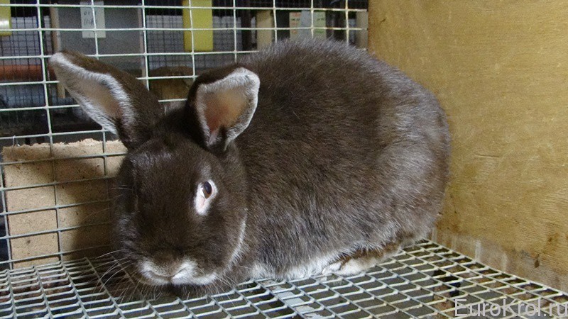 Кролик белоостевой окрас гавана