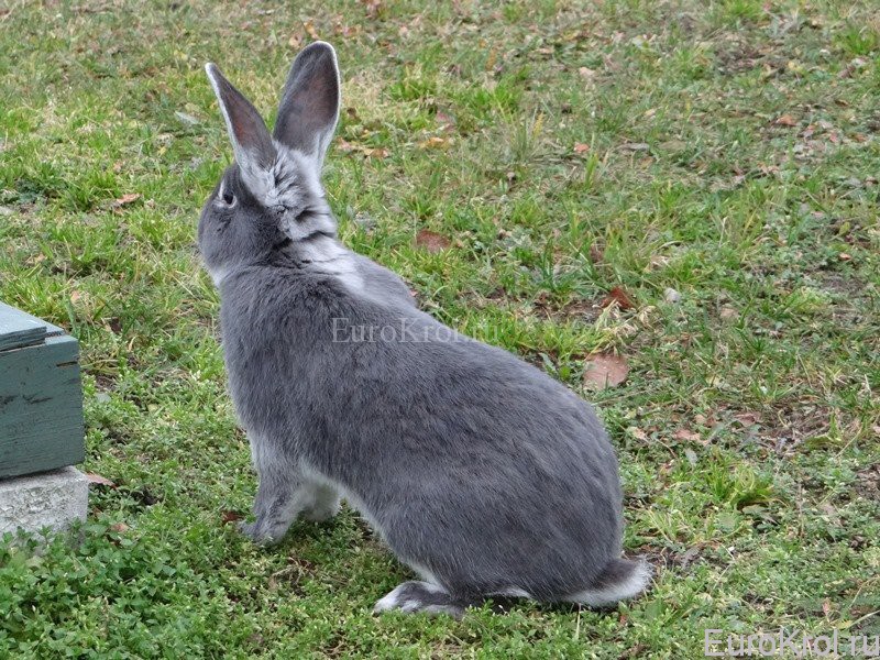 Weißgrannen-blau-кролик