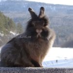 Кролик Belgische Bartkaninchen