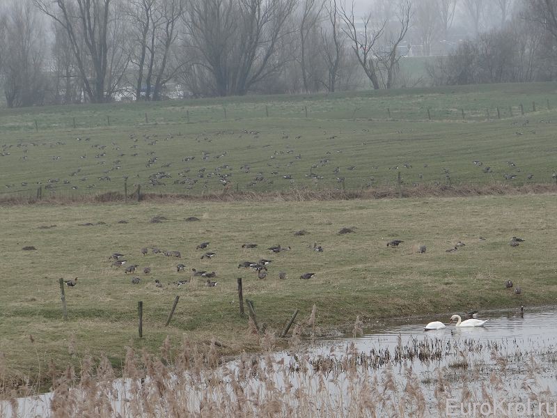 Голландия гуси на полях