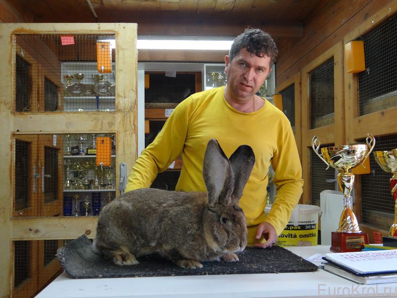 Словакия кролики ризены Марк Йозеф