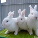 Венские белые кролики