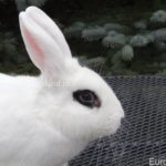 white hotot rabbit