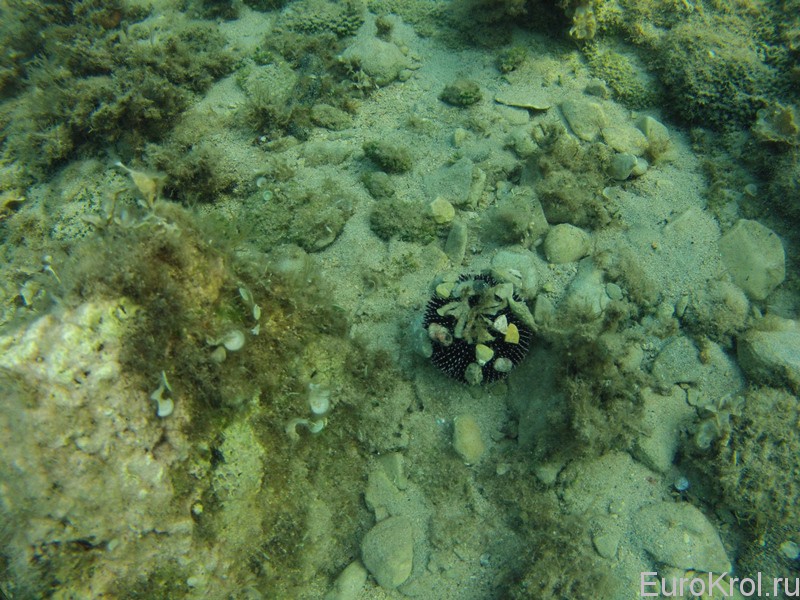 Хорватия подводная съёмка