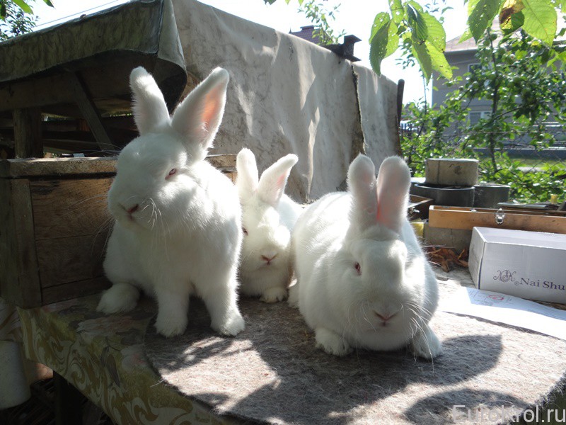 Кролики Словакия