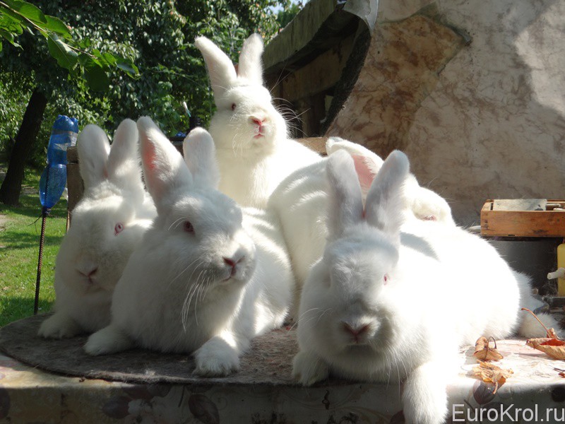 Кролики Словакия
