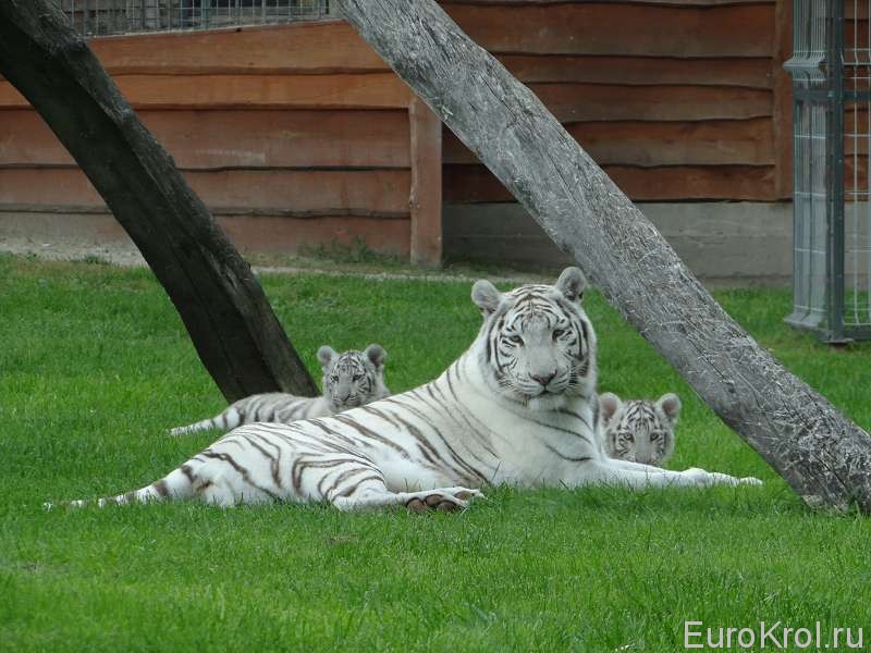 Белые бенгальские тигрята