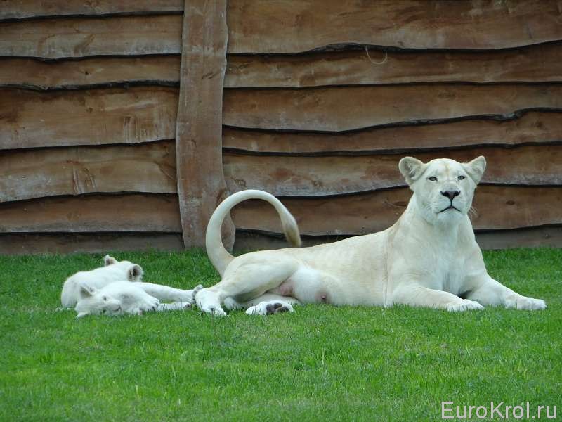 Белая львица