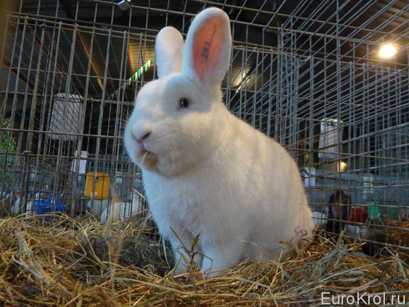 Венский белый кролик на выставке
