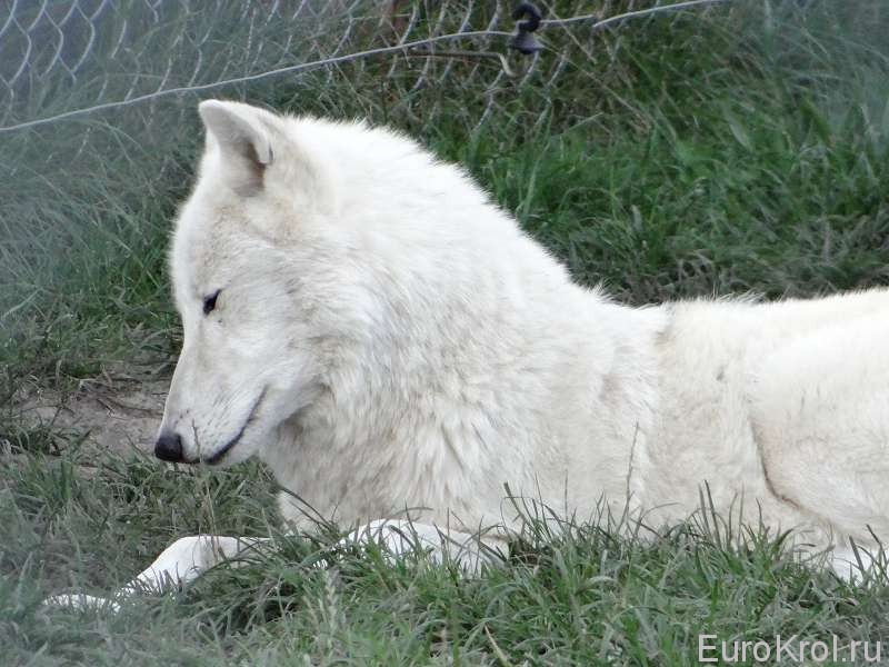 Белый волк в поездке на выставку кроликов