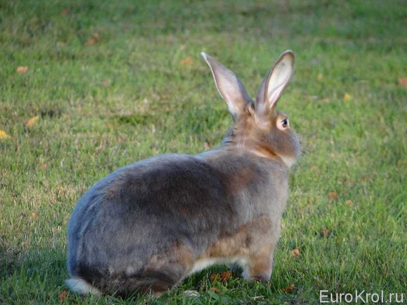 Кролик породы сатин люкс Германия