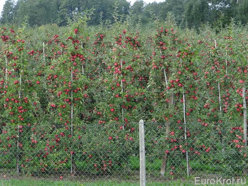 Яблоневые плантации в Польше
