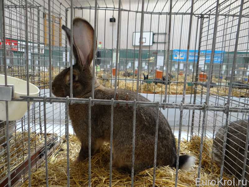 выставка кроликов фото 2