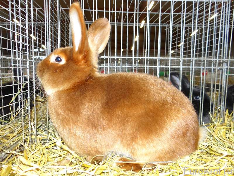 Красный сатиновый кролик выставка Германия