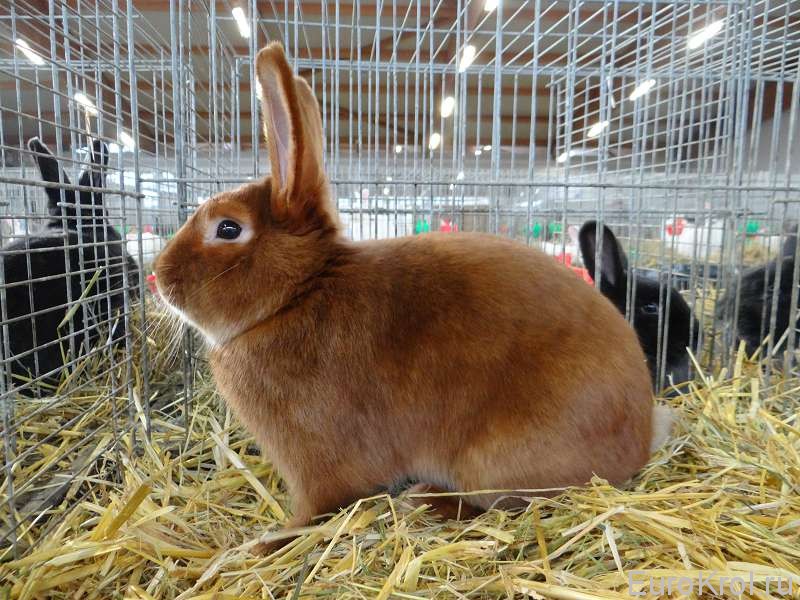 Красный сатиновый кролик выставка Бундесшоу