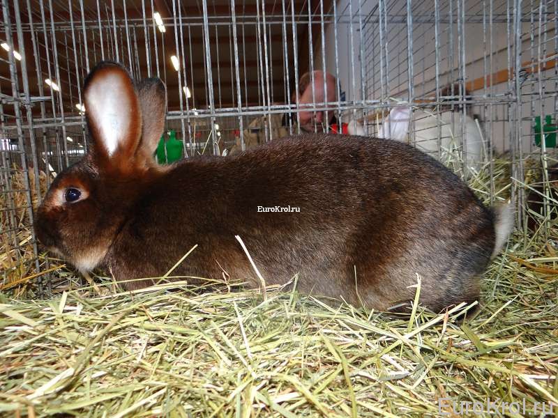 Кролик Сатин красно-коричневый Бундесшоу