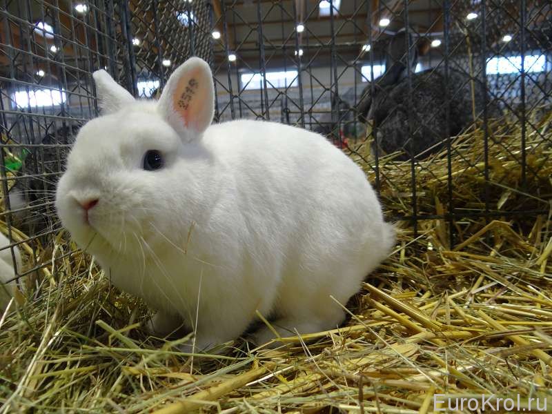 Чемпион выставки кроликов