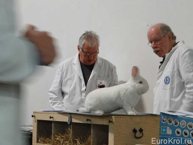 Работа экспертов на выставке кроликов