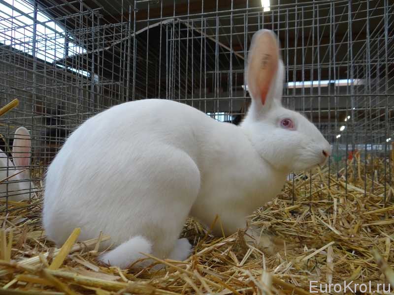 Бельгийский заяц белый на выставке в Кассель