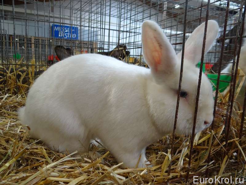 Сатиновый кролик белый выставка Германия