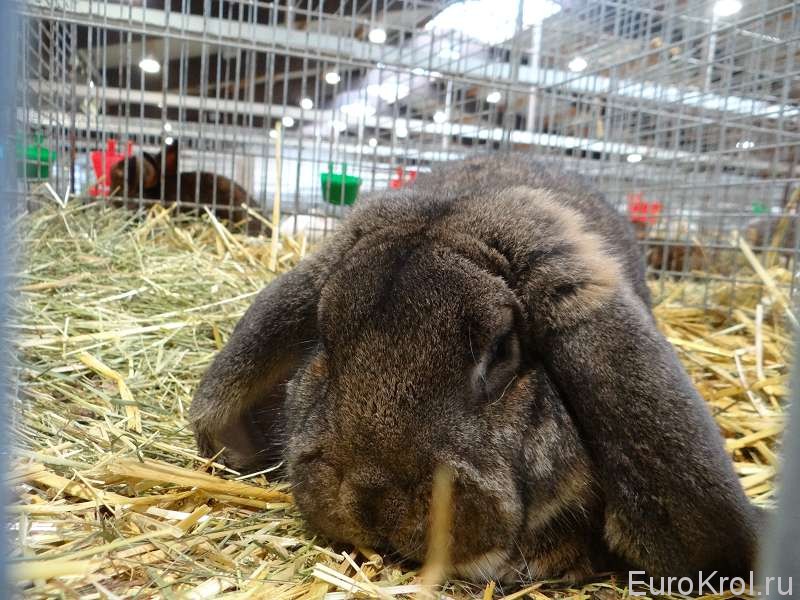 Кролик баран агути Бундесшоу