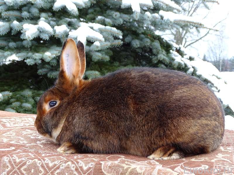 Сатиновый кролик красно-коричневого окраса