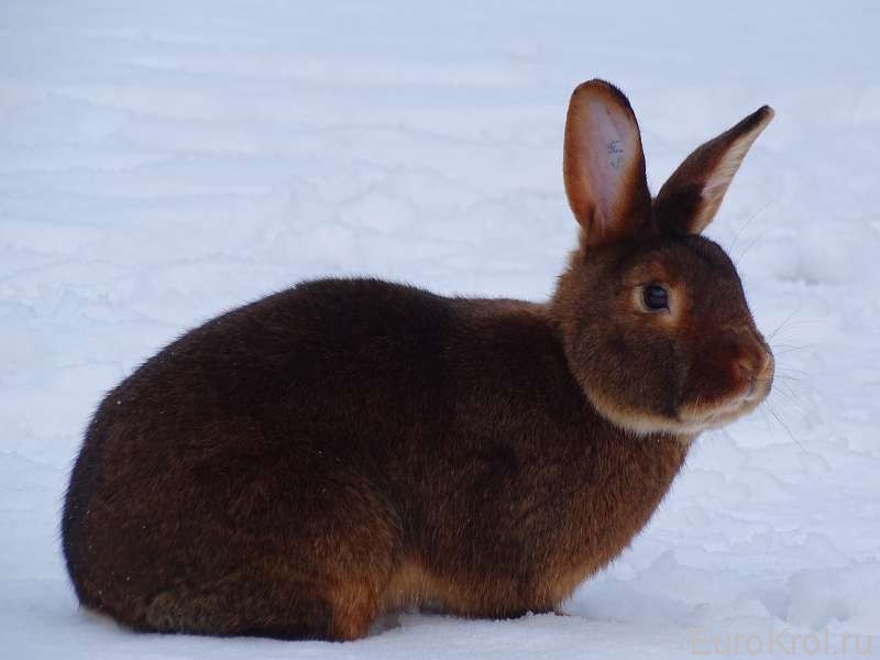 Красно-коричневый сатиновый кролик на снегу