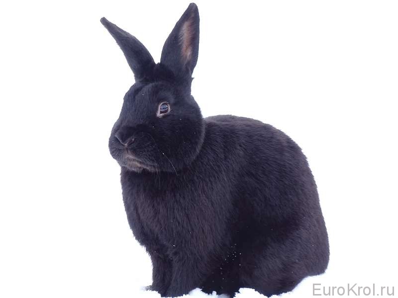 Сатиновый кролик чёрного окраса