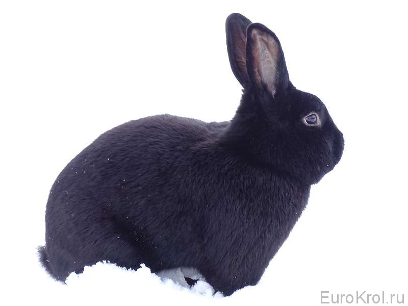 Кролик сатин чёрный