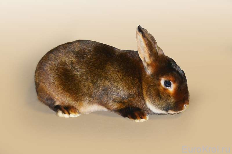Кролик сатин красно-коричневый