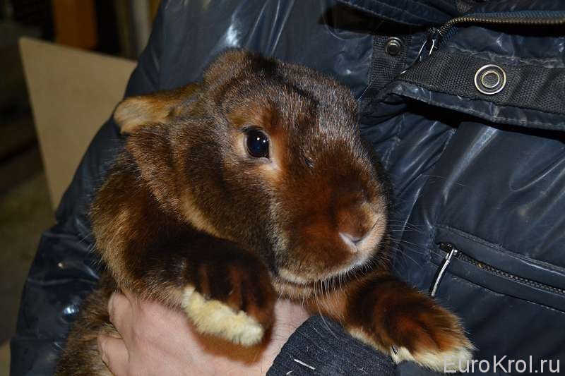 Краснокоричневый сатиновый кролик