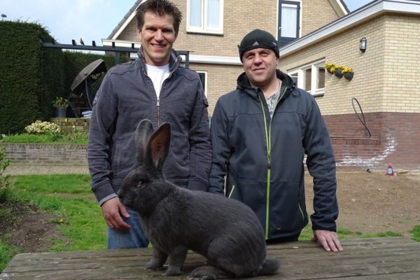 Кролики в Голландии