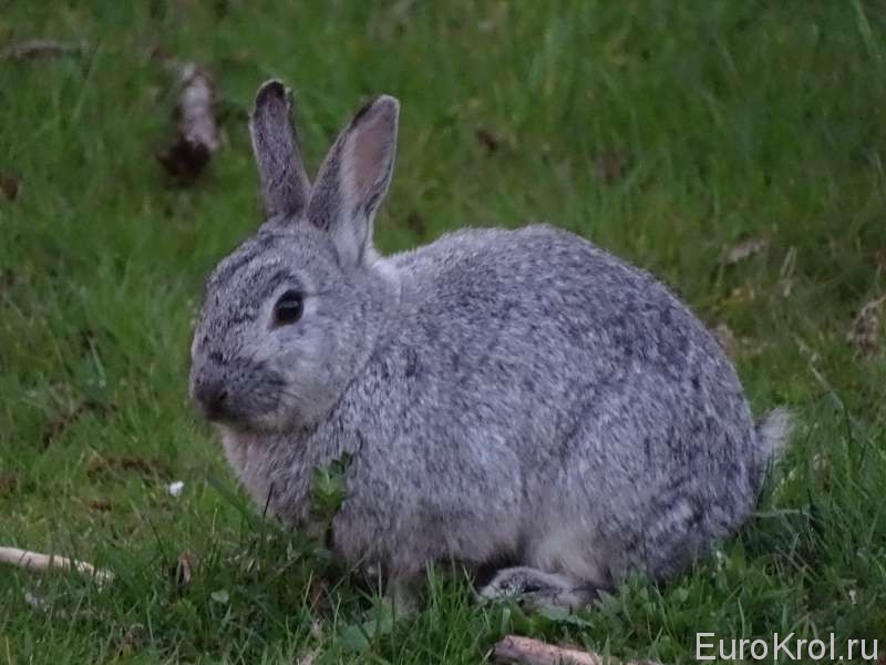 Кролик Вольфсбур