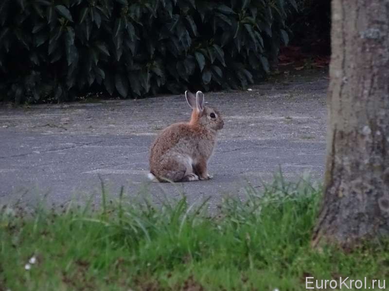 Кролик на улице