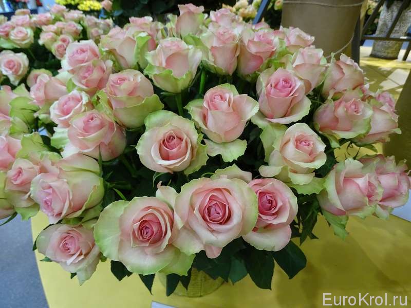 Красивые розы Голланди