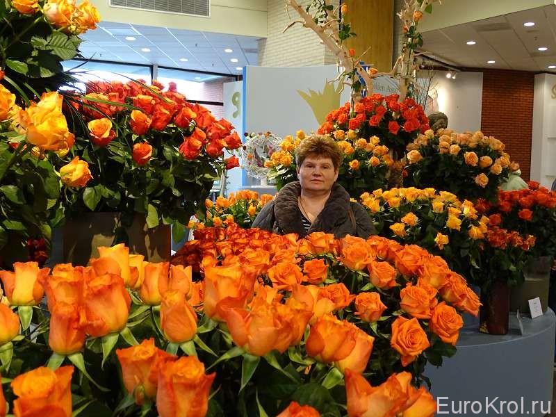 Выставка роз Голландия