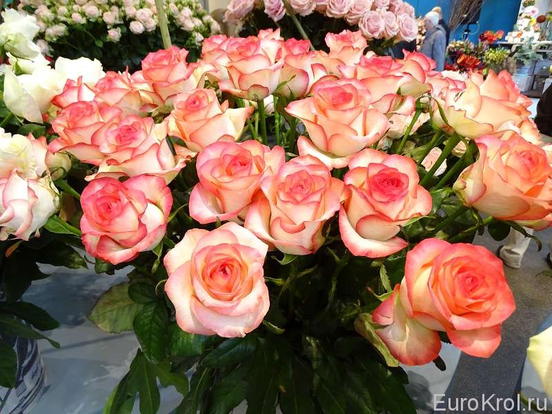 Розы в Голландии
