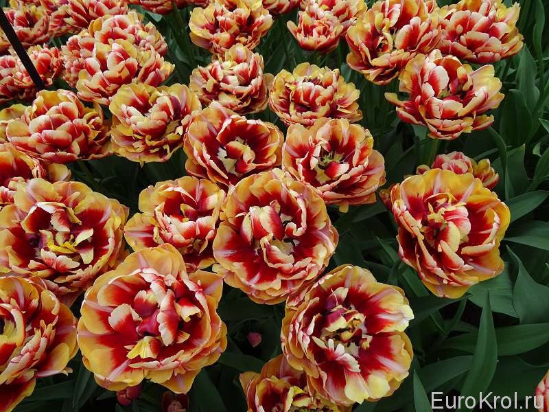 Тюльпаны Нидерланды