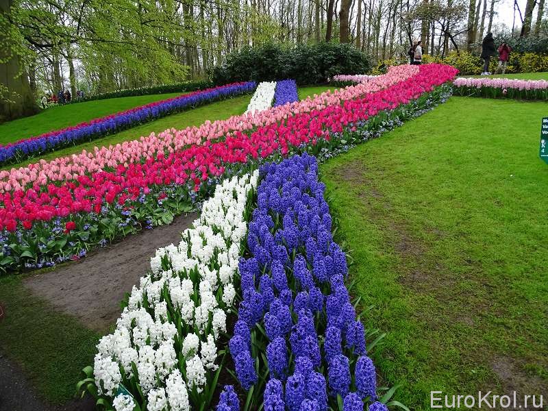 Тюльпанные поля Голландия