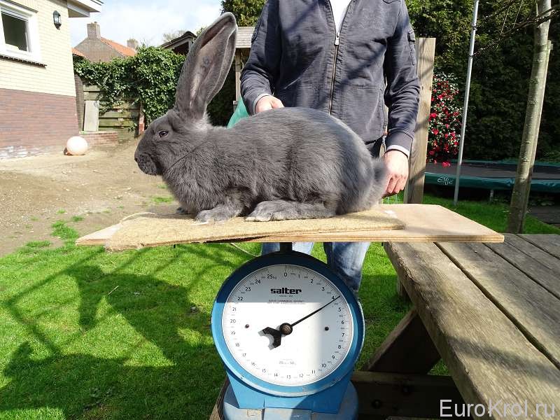 Взвешивание кролика