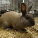 Минеральные вещества для здоровья кроликов