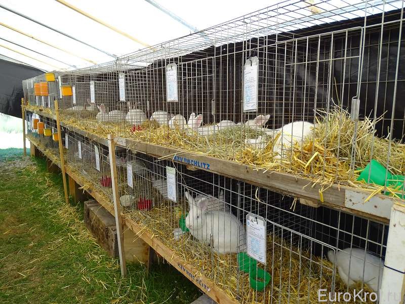 Венские белые кролики на выставке кроликов