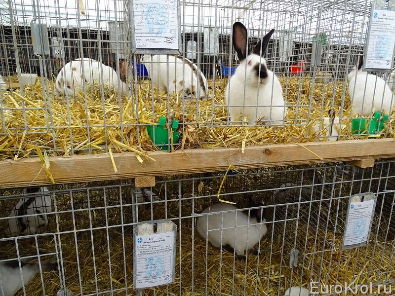Калифорнийские кролики на выставке молодых кроликов в Рохлиц