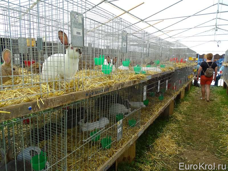 На выставке кроликов в Германии