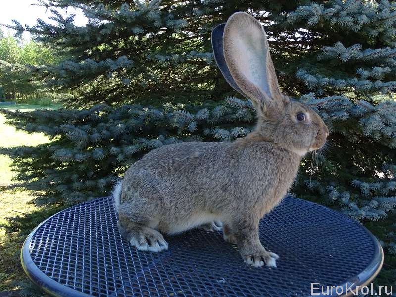 Кролик породы Фландр с выставки Рохлиц