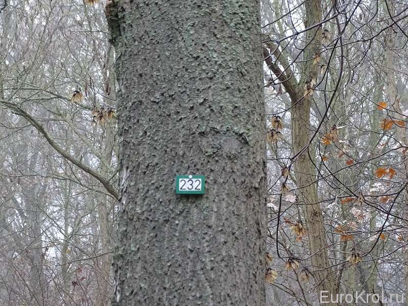 Метки на деревьях