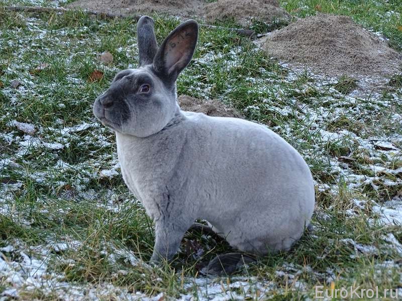 Кролик рекс мардер на траве