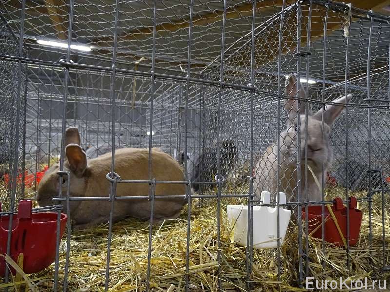 Hamm земплинский пастеловый выставка кроликов